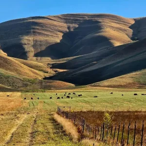 livermore ca
